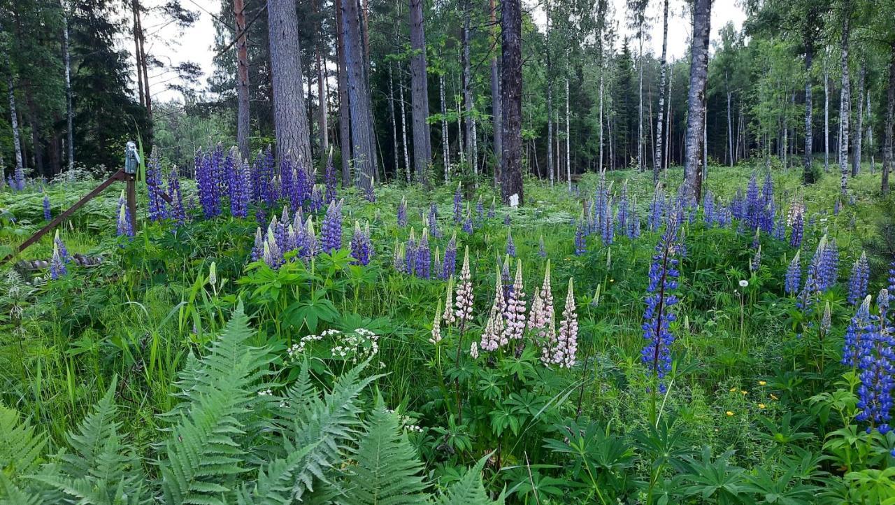 Davids Stuga Klassbol ภายนอก รูปภาพ